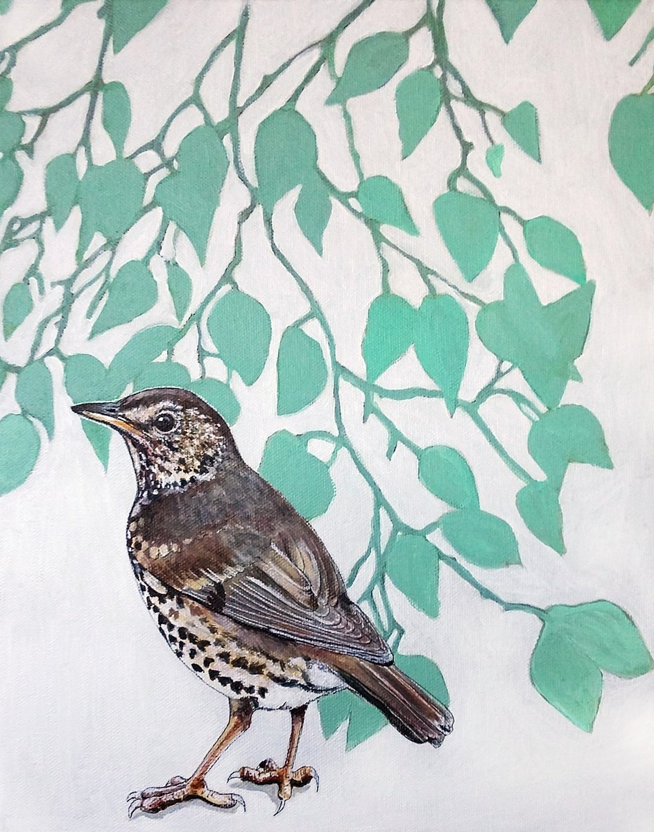 Song Thrush in the shadows by Carolynne Coulson