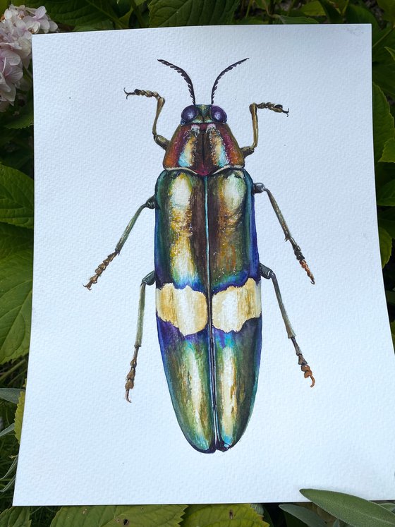 Radiant Majesty: Chrysochroa Edwardsi Beetle
