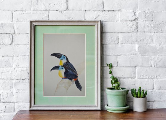 A pair of channel-billed toucan