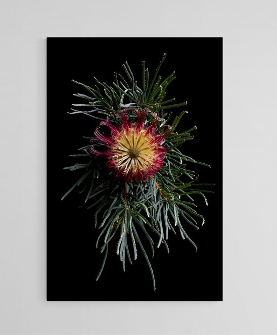Red Swamp Banksia