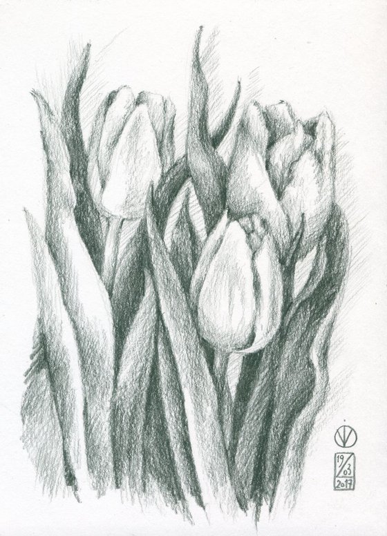 Three Tulips