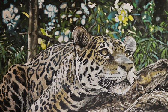 A watchful eye,Jaguar