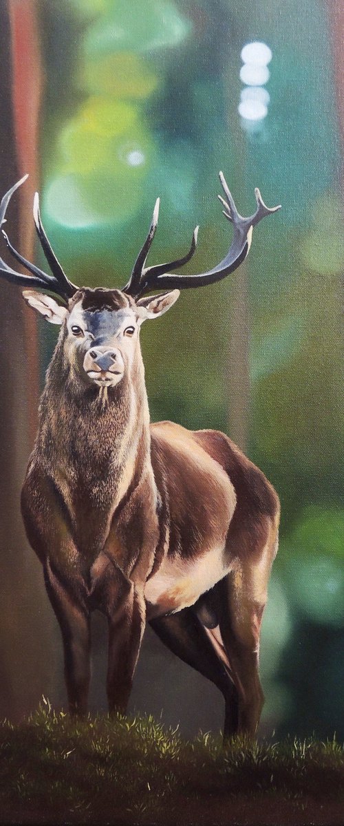 Deer by Kakajan Charyyev