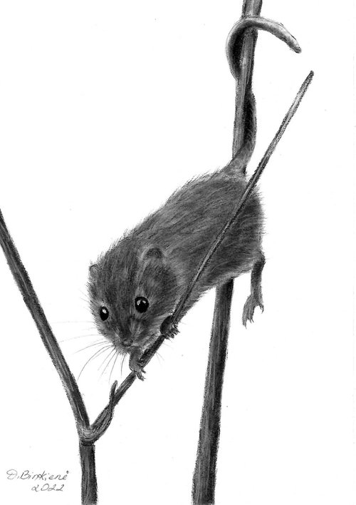 Mouse- acrobat by Dalia Binkiene