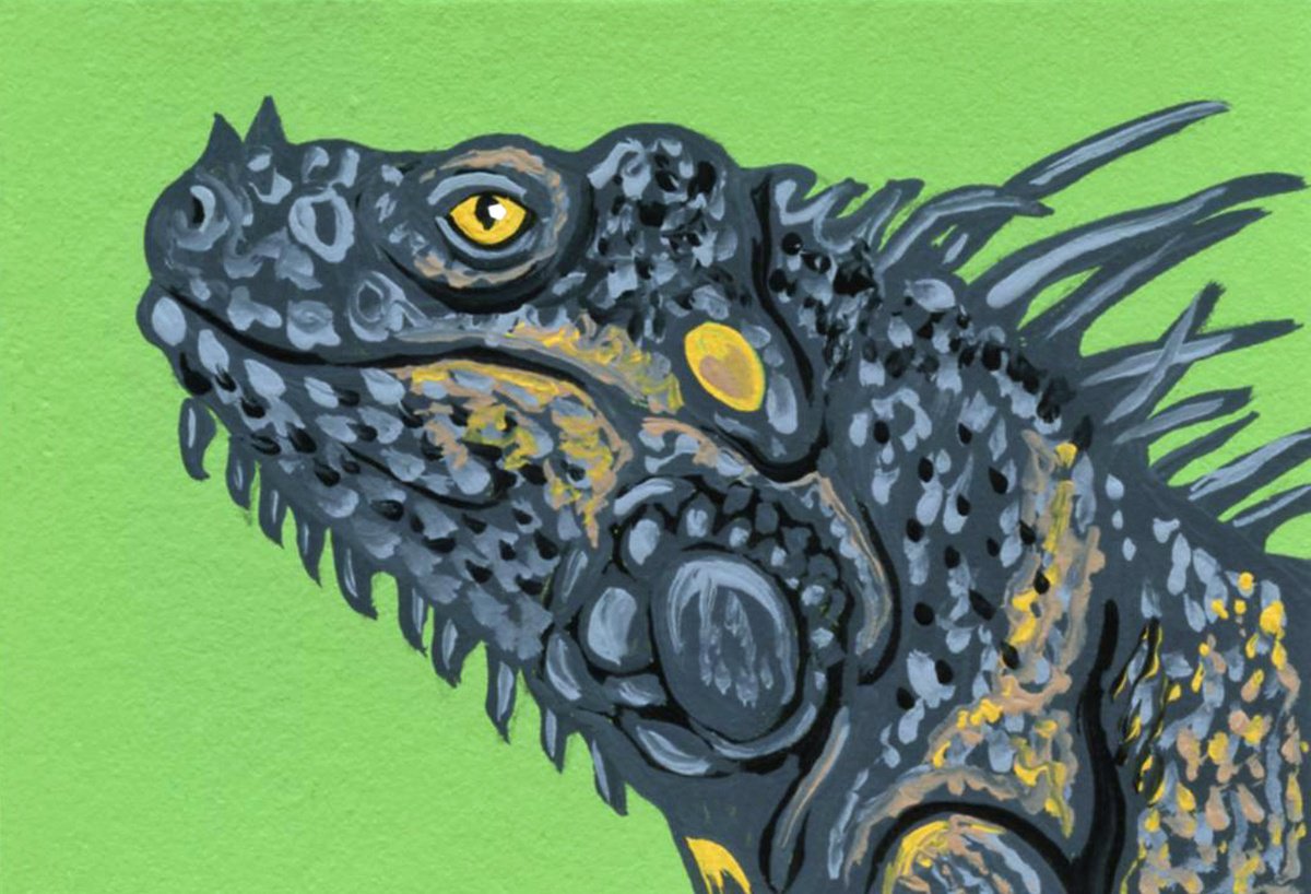 Gray Iguana Lizard by Carla Smale