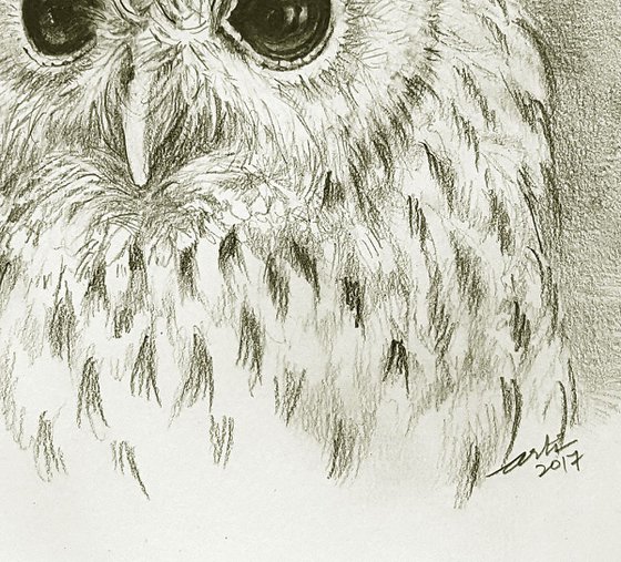 Tawny Owl Tim