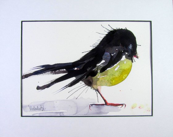 The Tomtit (Petroica macrocephala)