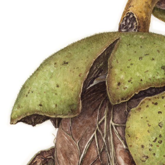 Green Walnut