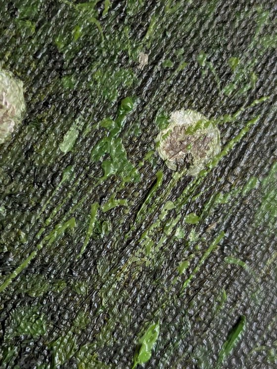 Dandelion Meadow at Sunrise