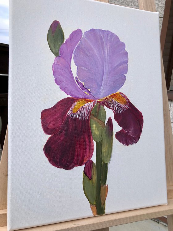 Iris flower spring, garden, botanical