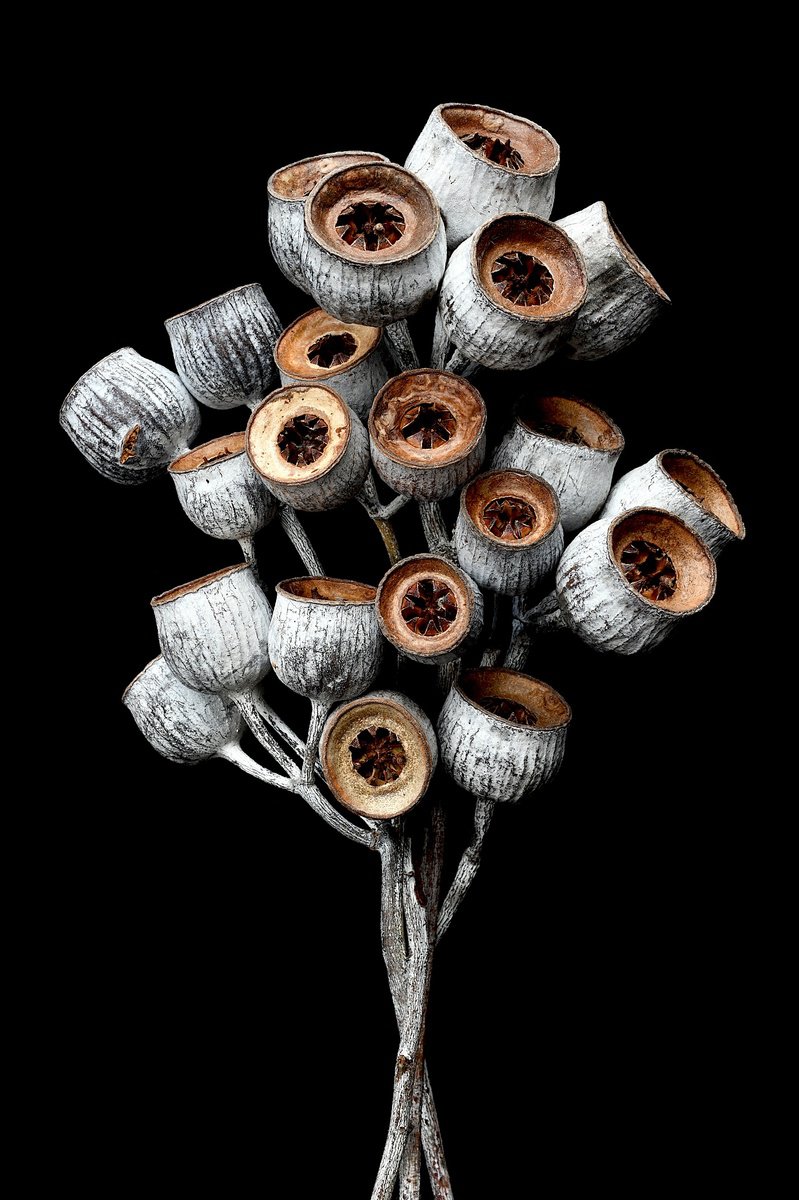 Botanical Photograph By Nadia Culph, 24 X 35", Caesia Collection, Original Artwork