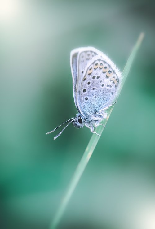 Macro Butterfly by Paul Nash