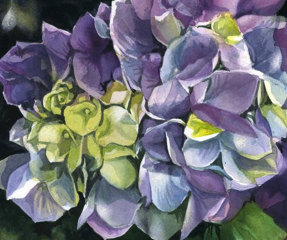 spring hydrangea