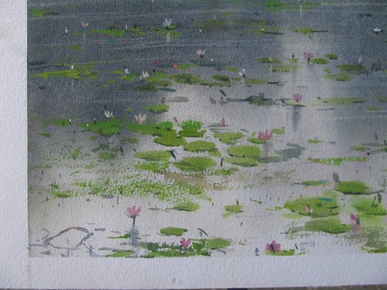 Water lilies 3