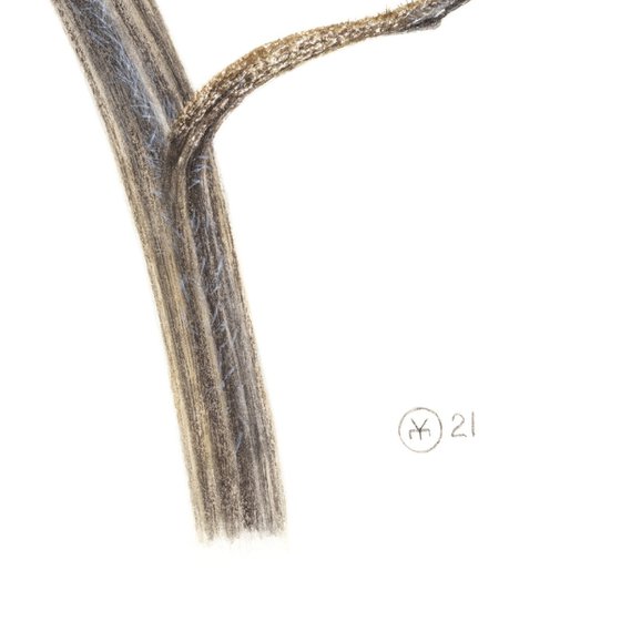 Dry Sunflower