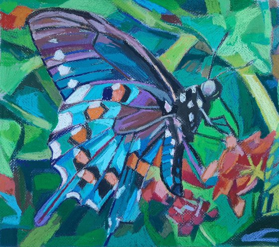 Butterfly  3