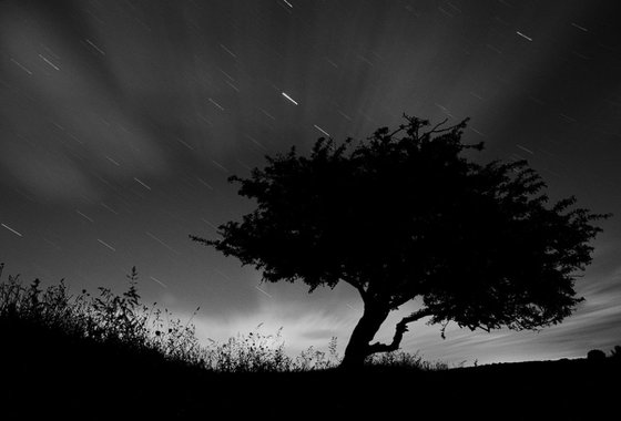 Tree and night sky, Oxford, England