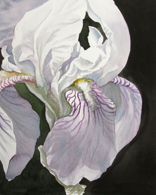 a painting a day #41 "iris in white" by Alfred  Ng