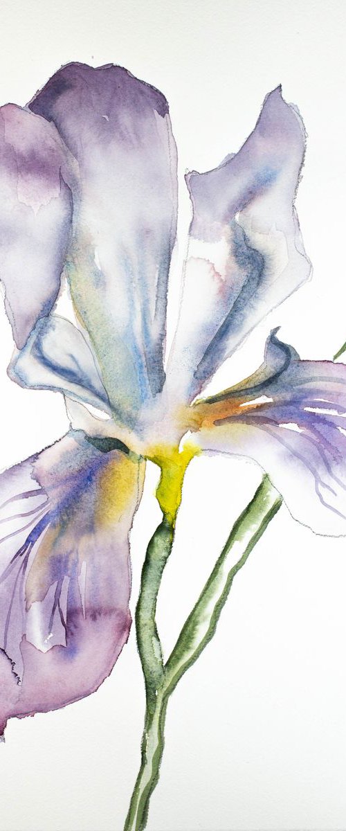 Iris No. 68 by Elizabeth Becker