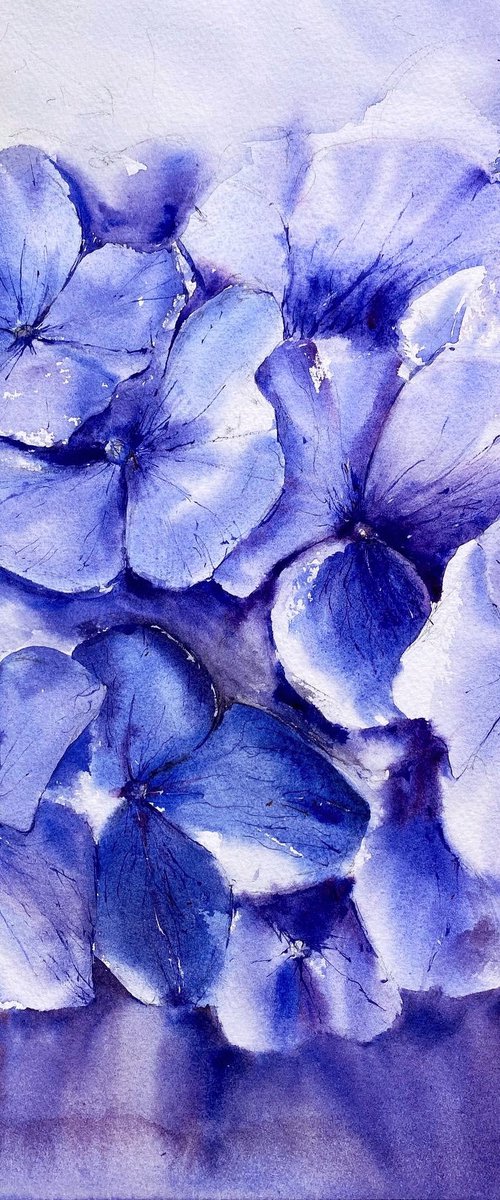 Hydrangeas by Leyla Kamliya
