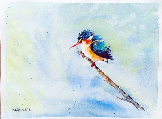 BIRD KINGFISHER