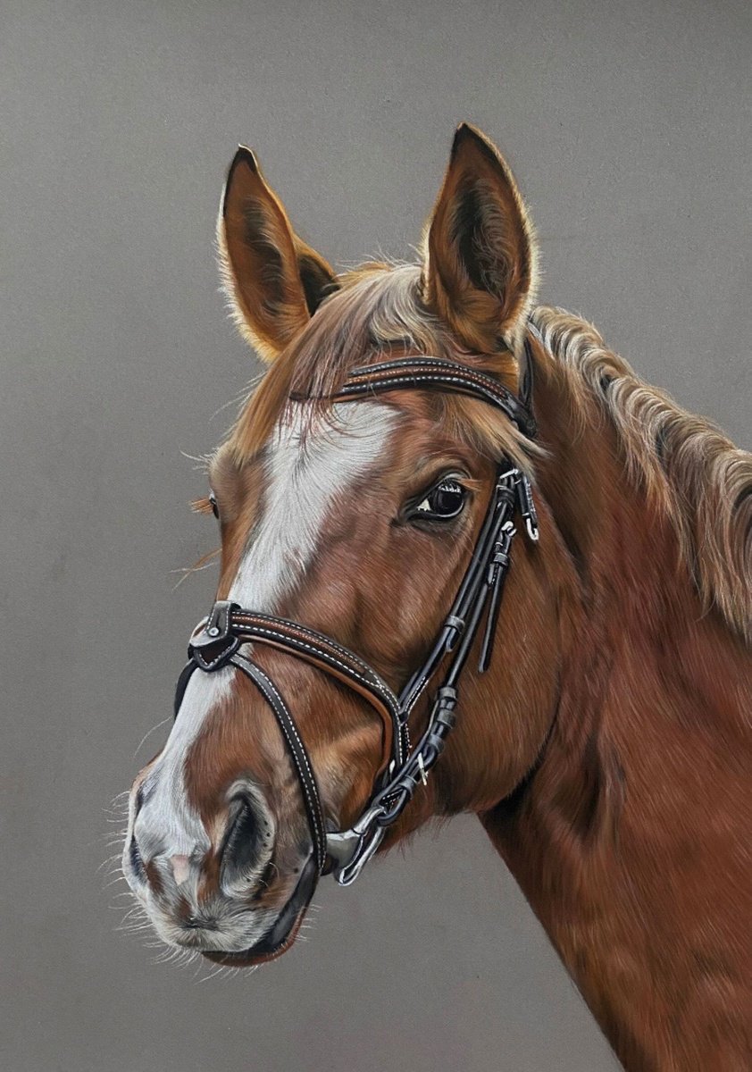 Photorealistic Animal Pastel Drawing By Clare Parkes, 15 X 20, Horse Portrait, Original Artwork