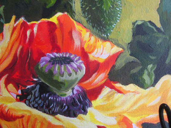 poppy in the garden