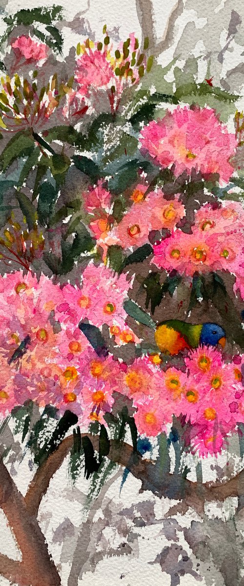 Pink gum and rainbow lorikeet by Shelly Du