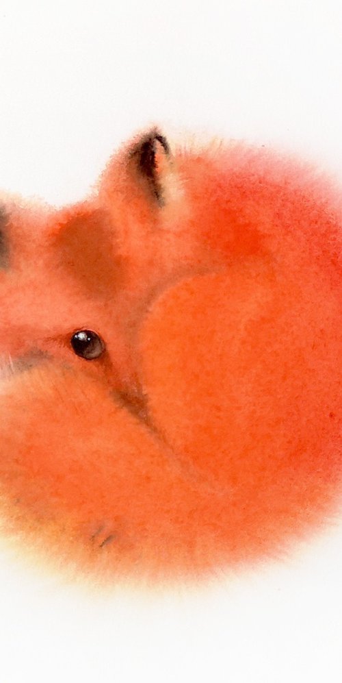 Red Fox Curls Up for a Nap by Olga Beliaeva Watercolour