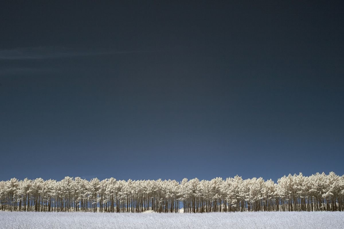 Pine trees, Odeciexe, Portugal by Ed Watts