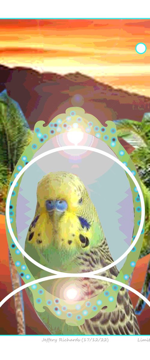 Budgie by Jeffery Richards