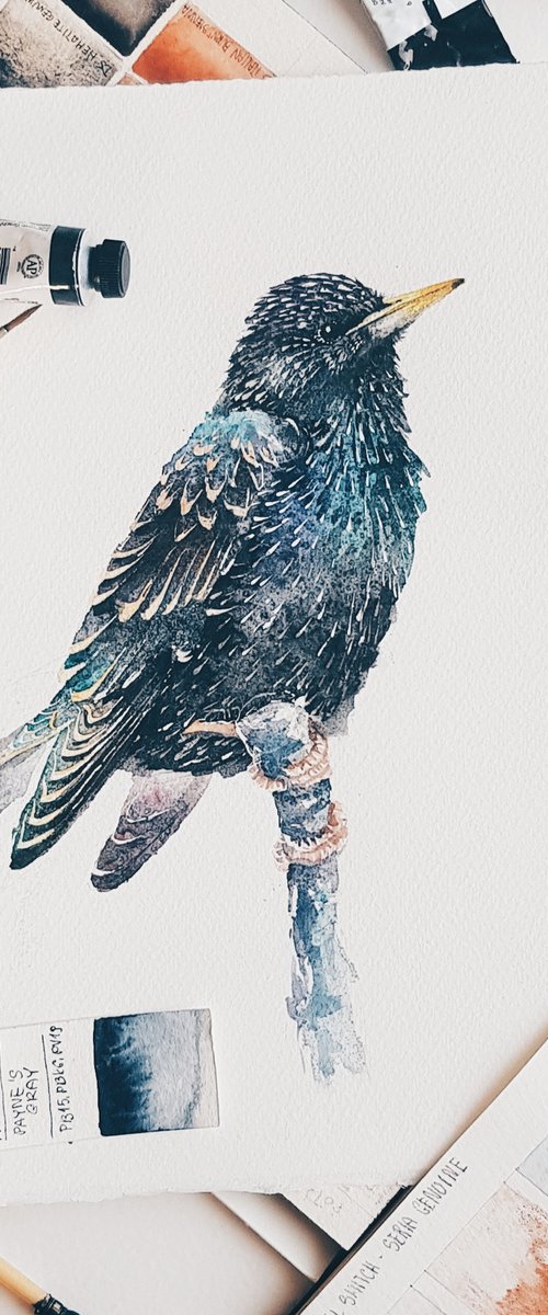 Starling, wildlife, birds watercolours by Karolina Kijak