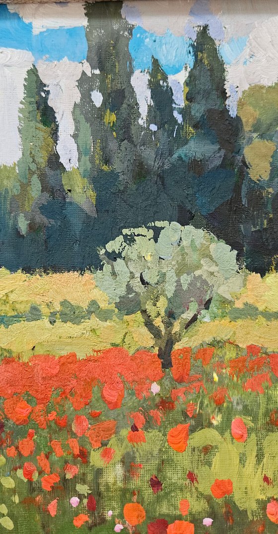 Olive Trees and Poppy Bloom. Landscape