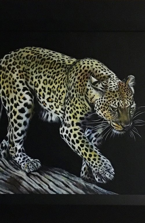 Midnight Beauty Leopard by Karl Hamilton-Cox