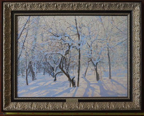 Apple Trees Covered in Snow