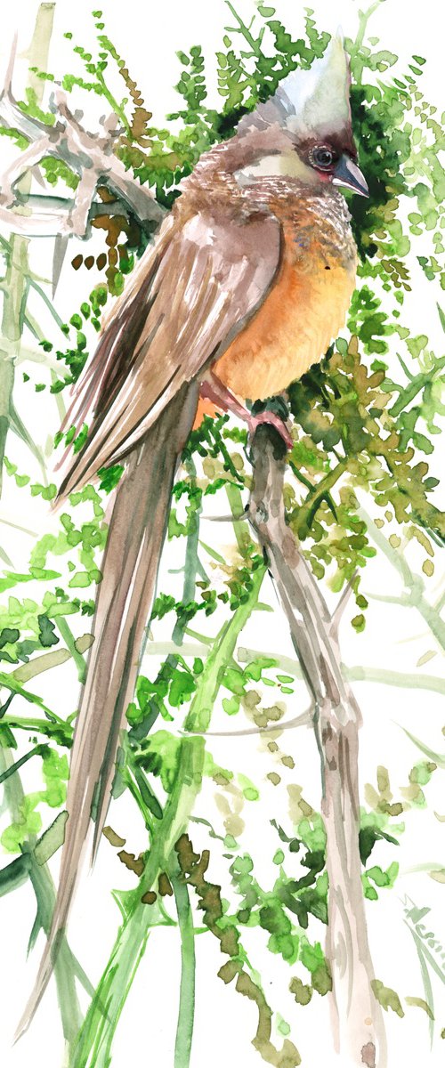 speckled mousebird, birds of himalayas, bird wall art by Suren Nersisyan