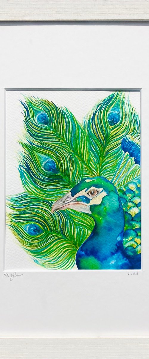 Peacock Watercolour Painting by Kate Mac