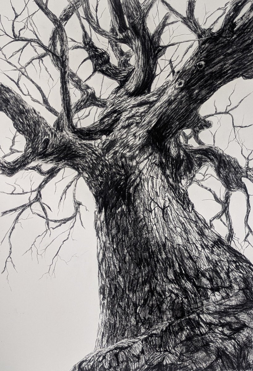 Photorealistic Landscape Charcoal Drawing By Sophie Adair, 22 X 30", Silent Witness, Original Artwork