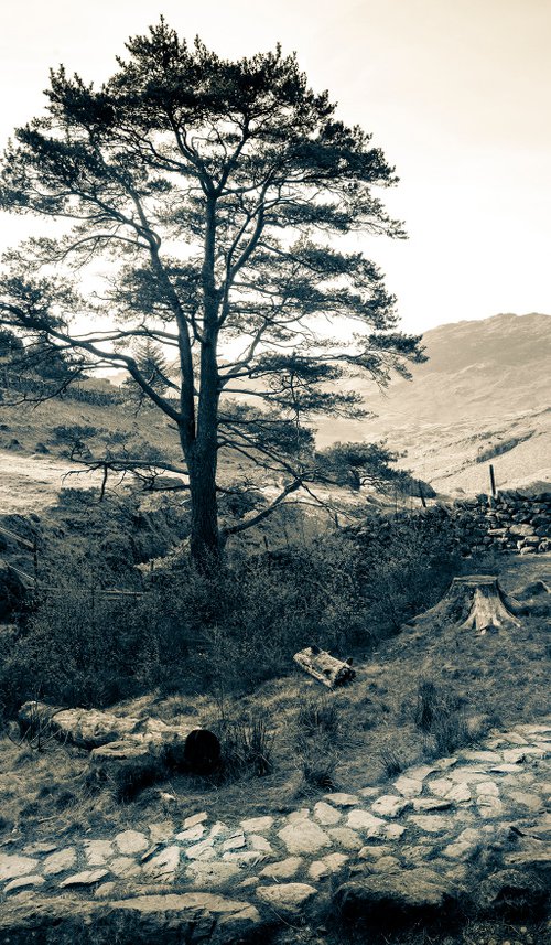 Blea Tarn Cobbled Path - Little Langdale Lake District ( Split Toned Print ) by Stephen Hodgetts Photography