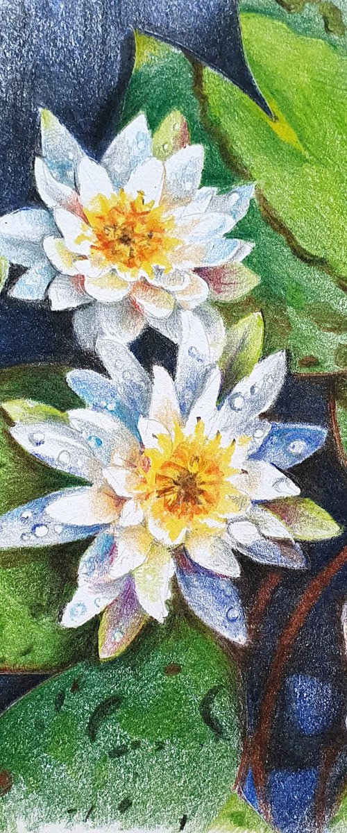 Waterlilies by Natasha Sokolnikova
