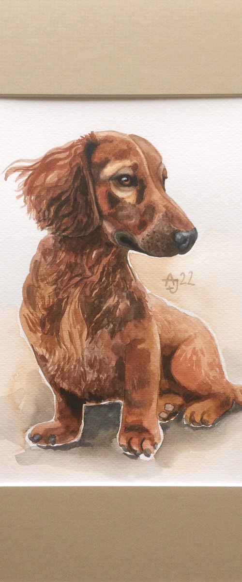 Little dachshund by Jolanta Czarnecka
