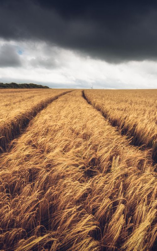 Cereal crops on a stormy day by Paul Nash