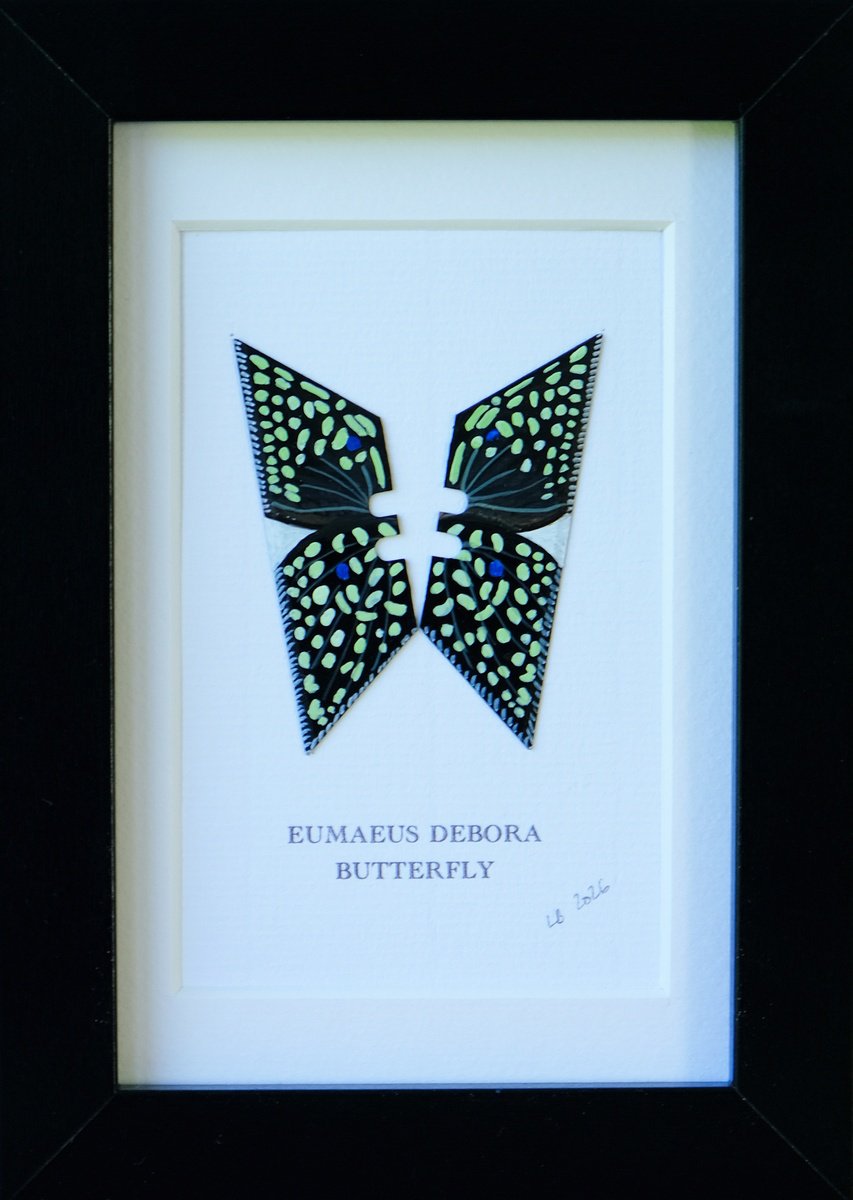 Eumaeus Debora By Lene Bladbjerg, 5 X 7, Artwork For Sale On Artfinder