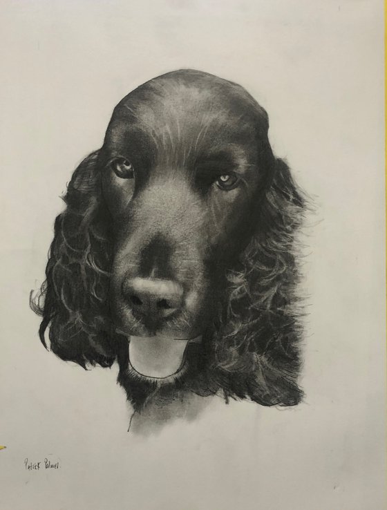 Dog Portrait - Commissions
