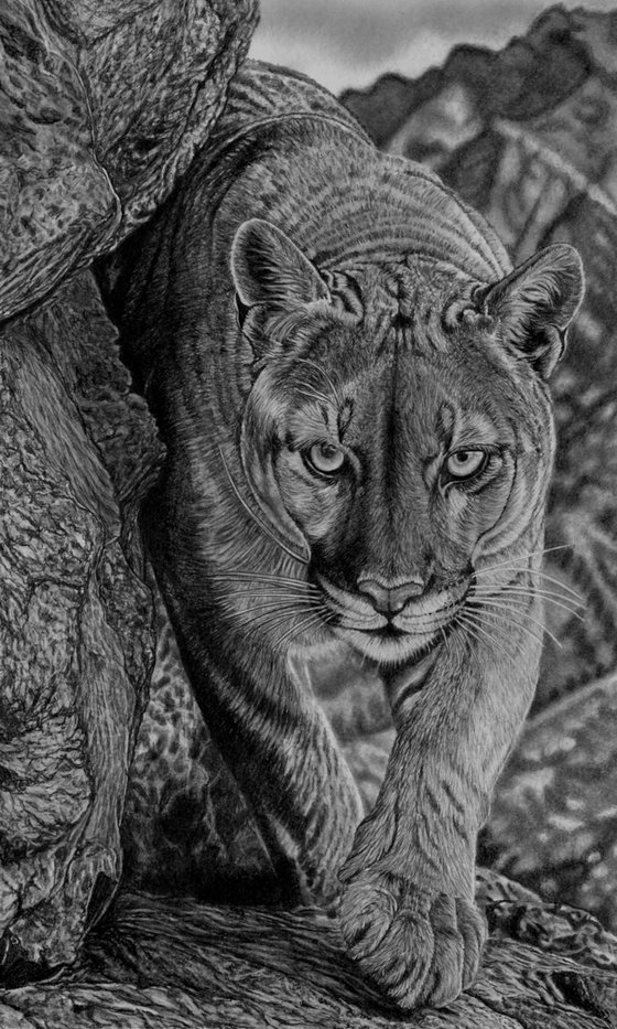 Cougar / Mountain Lion