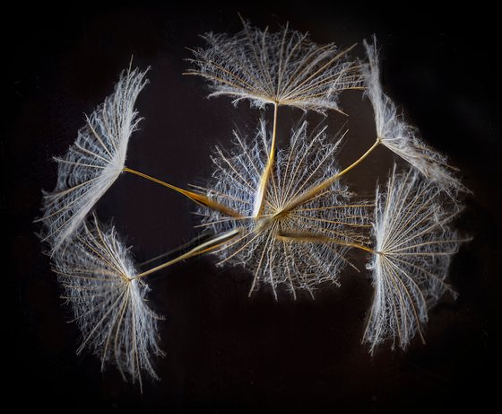 Goats Beard