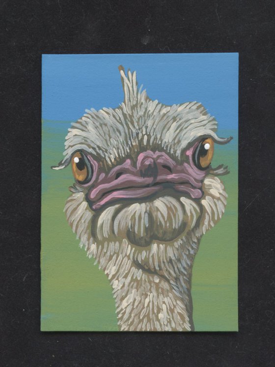 ACEO ATC Original Miniature Painting Ostrich Bird Wildlife Art-Carla Smale