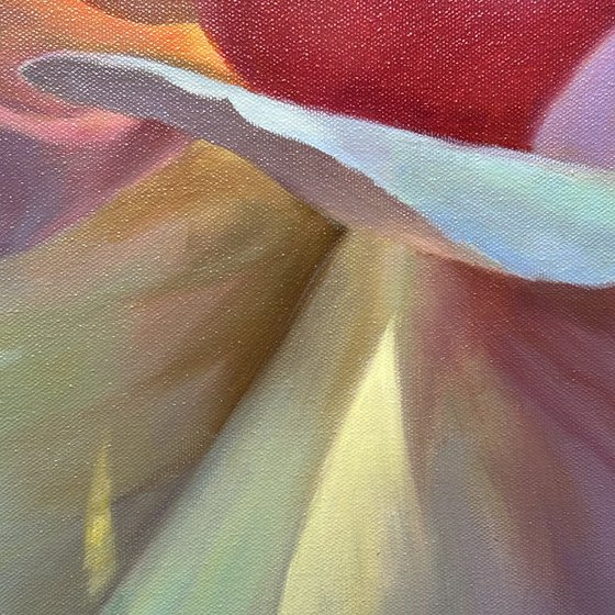 Radiance of the Morning Rose