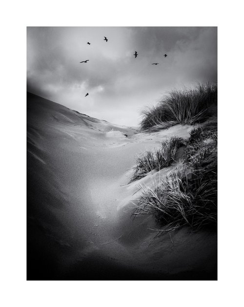 Forvie Gulls by David Baker
