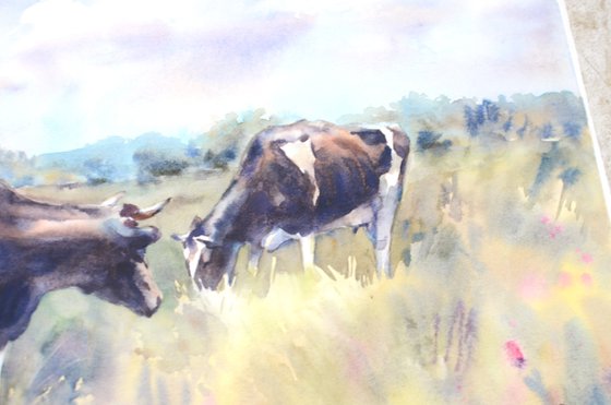 Two black and white cows in a meadow, Grazing animals, Peaceful landscape